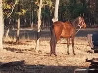 母马, Horses — 照片 3