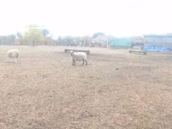 كبش, Shroshire sheep