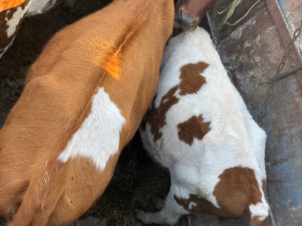 公牛, Cattle