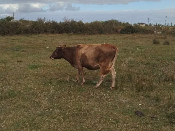 母牛, Cattle
