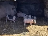 Schweine (Partie, Geschlecht nicht angegeben) — Foto 1
