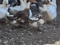 Ducks — 照片 1