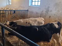 公牛, Russian Black pied cattle — 照片 1