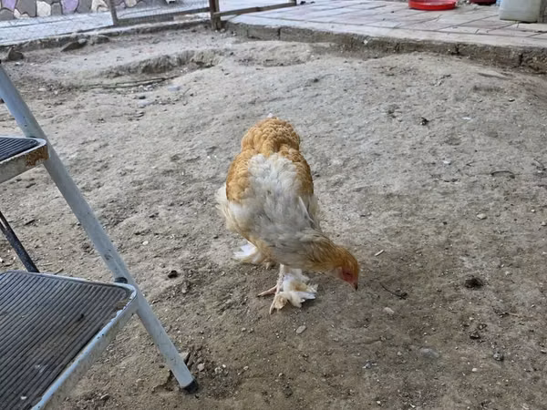 婆罗门鸡