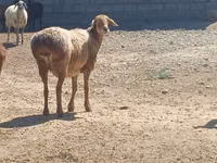 Ram, Ordabasy sheep — photo 2