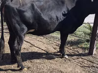 Cow, Holstein breed — photo 5