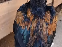 मलय गेम — फ़ोटो 4