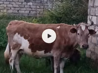 母牛, Red-spotted breed — 照片 6