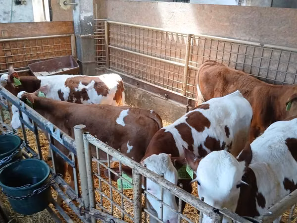 Ng'ombe dume, Simmental cattle