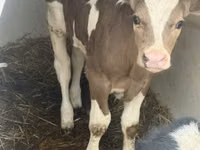 Toro, Simmental cattle — foto 3