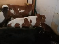 Toro, Vaca Limousin — foto 8
