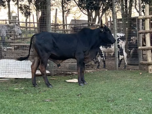 Bull, Brahman