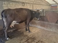 Bull, Cattle — photo 4