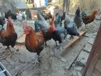 Marans — picha 5
