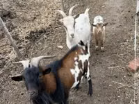 Ri’ lab, Goats — sawirka 2