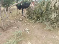 Kuh, Simmental cattle — Foto 1
