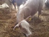 Bovinos (lote, sexo no especificado), Simmental cattle — foto 4