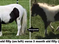 Faras, Miniature horse — sawirka 6