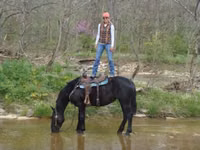 Yegua, Percheron — foto 4