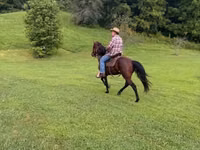 घोड़ा, Rocky Mountain Horse — फ़ोटो 6