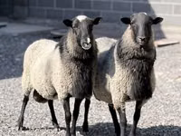 母羊, Romanov sheep — 照片 2