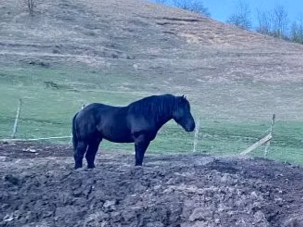 घोड़ा, Kabardian horse