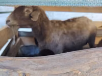 母羊, Arabi sheep — 照片 5