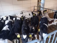 Ng'ombe dume, Simmental cattle — picha 3
