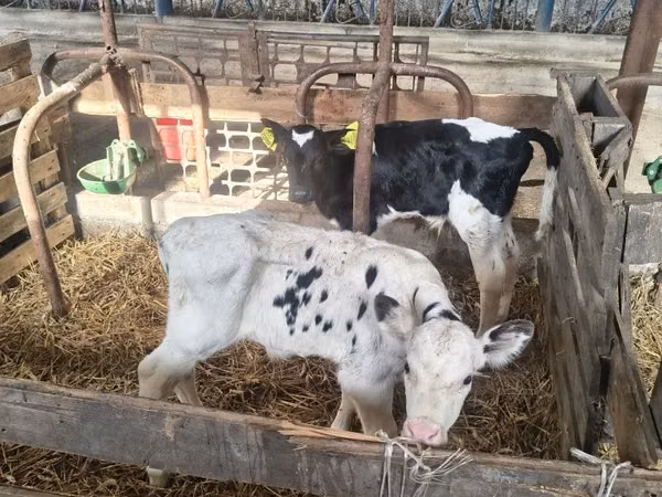 सांड, गोलस्टीन नस्ल