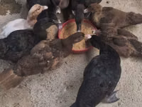 Chickens — 照片 3