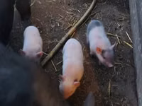 Pigs (batch, sex not specified) — photo 2