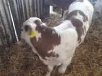 Ng'ombe (kikundi, jinsia haijatajwa), Simmental cattle — picha 6