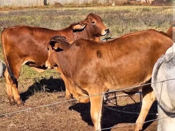 Cattle (batch, sex not specified), Cattle — South Africa