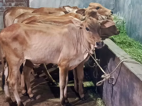 Vaca, Cebú de Azerbaiyán