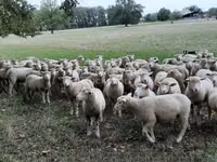 Sheep, Ile-de-France sheep — photo 6
