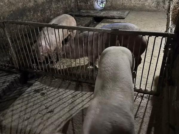 公猪, Pigs