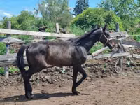 公马, Hungarian horse breed — 照片 7