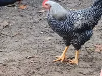 Chickens — 照片 5