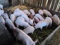 Schweine (Partie, Geschlecht nicht angegeben), Schweine — Foto 2