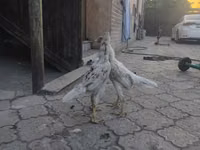 Gallinas Shamo — foto 4
