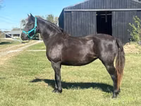 母马, Black Sea breed — 照片 7