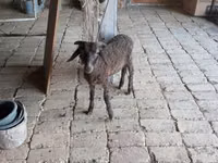 Carnero, Arabi sheep — foto 2