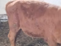 Cow, Limousin cow — photo 2