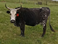 Cow, Cattle — photo 4