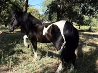 Pferde (Partie, Geschlecht nicht angegeben), American shetland pony — Foto 1