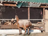 كبش, Edilbay sheep — الصورة 6