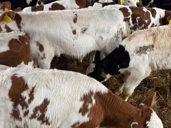 Ng'ombe (kikundi, jinsia haijatajwa), Simmental cattle