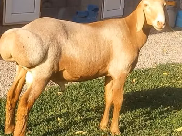 Dume la kondoo, Arashan sheep