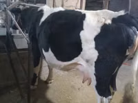 Cow, Holstein breed — photo 3