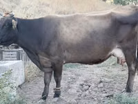 Lo’, Ukrainian Brown Dairy Cattle — sawirka 1